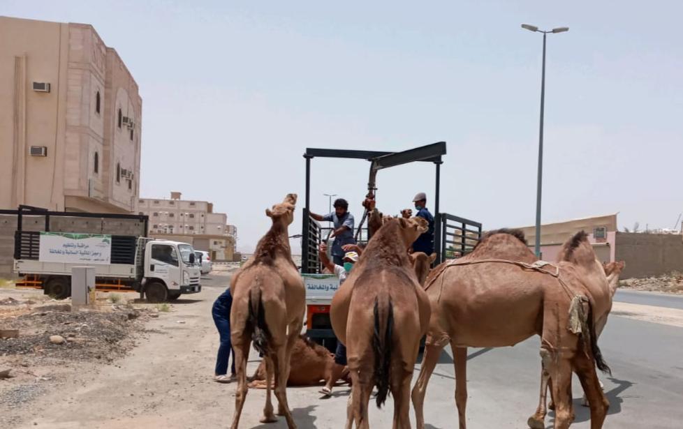 للمرة الثانية خلال أسبوع مصادرة الإبل السائبة في شرق مكة صحيفة الوئام الالكترونية 