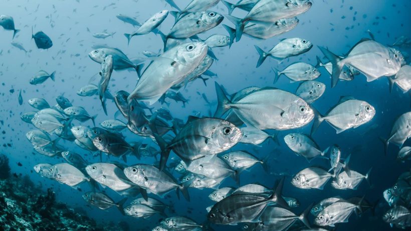 علماء روس يبتكرون نظاماً إلكترونياً لتغذية الأسماك