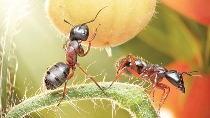 مفاجأة علمية.. النمل يجري عمليات بتر أطراف إنقاذا للحياة